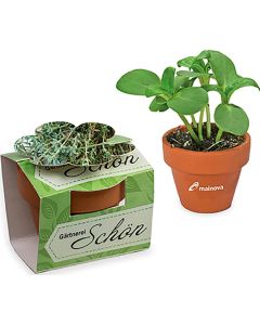 Tontöpfchen-Blume - Samen nach Wahl - inkl. Werbedruck