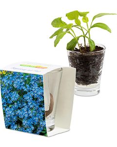 Caffeino-Glas - Samen nach Wahl - inkl. Werbedruck