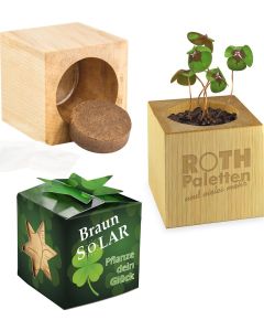Pflanz-Holz Star-Box - Samen nach Wahl - inkl. Werbedruck