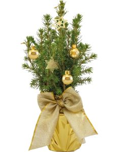 Gold-Bäumchen 20-30 cm