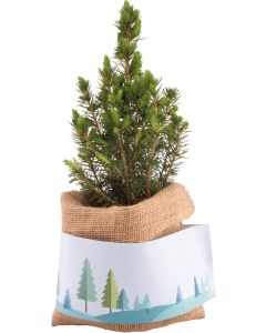 Weihnachtsgruß-Bäumchen - inkl. Digitaldruck